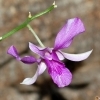 Dendrobium spec